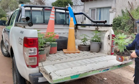 Empedrado: Allanaron una casa y secuestraron doce plantines de marihuana